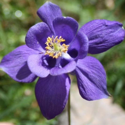 Grote Akelei - Aquilegia vulgaris