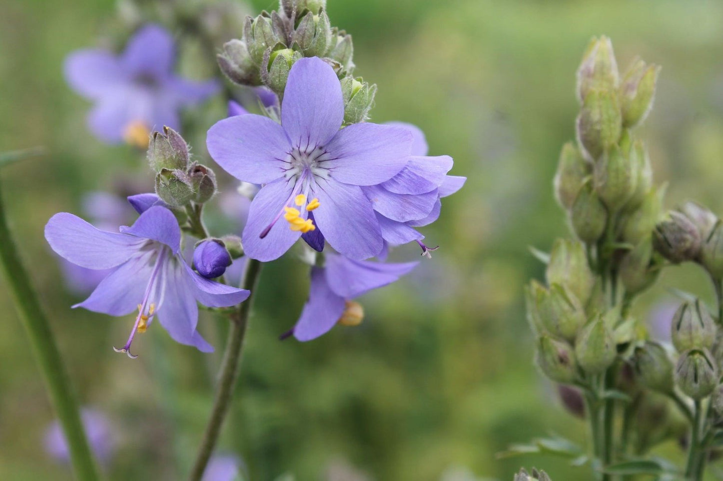 Jakobsladder - Polemonium caeruleum - close up