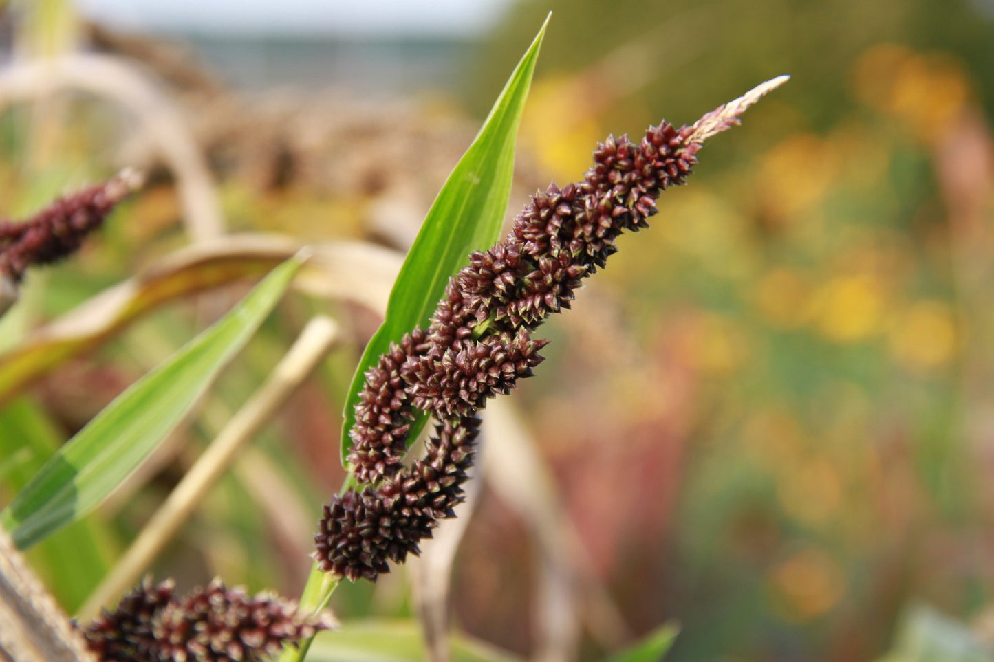 Japanse gierst - Echinochloa esculenta Yamagata - closeup1