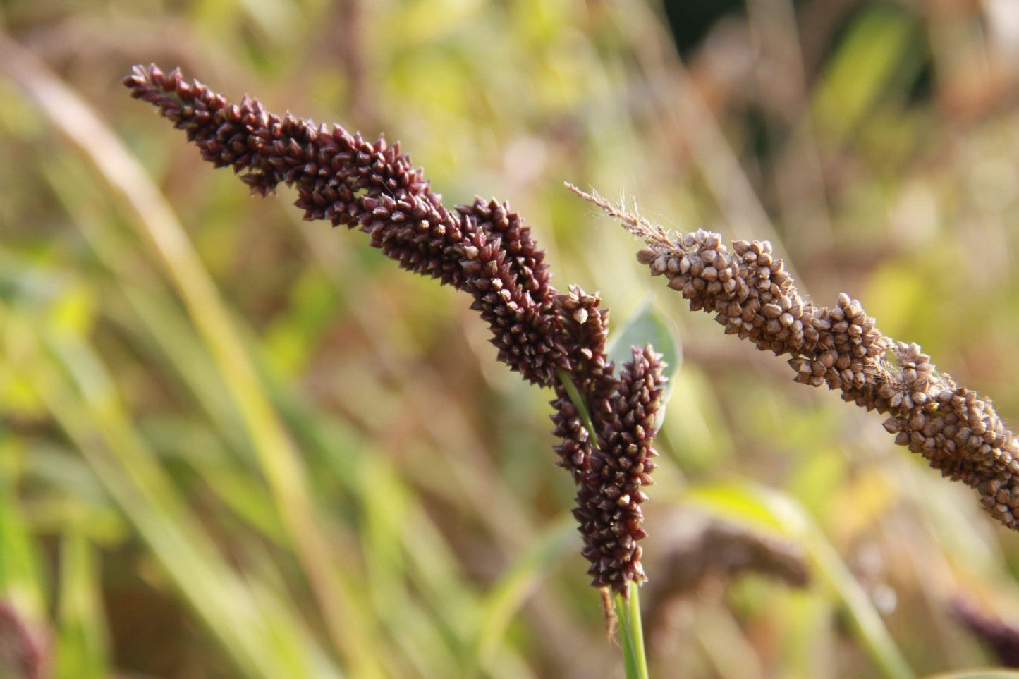 Japanse gierst - Echinochloa esculenta Yamagata - closeup2