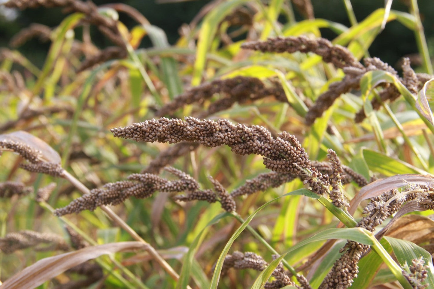 Japanse gierst - Echinochloa esculenta Yamagata - in het veld