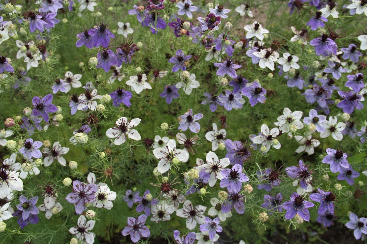 Juffertje 'african bride' - Nigella papillosa - in het veld blauw wit