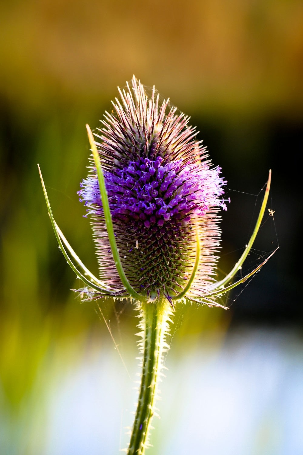 Kaardenbol - Dispacus sylvestris - closeup