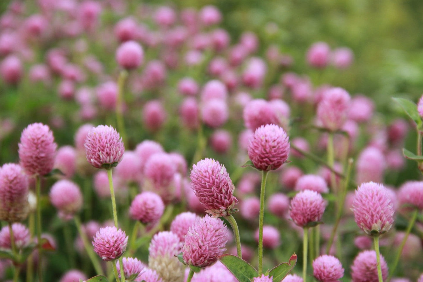 Kogelamarant Raspberry Cream - Gomphrena globosa
