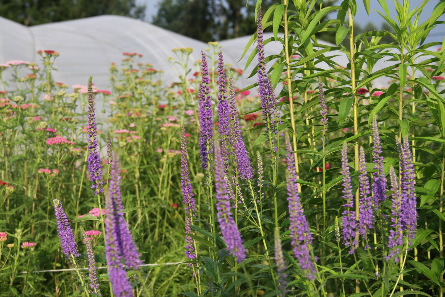 Lange ereprijs - Veronica longifolia
