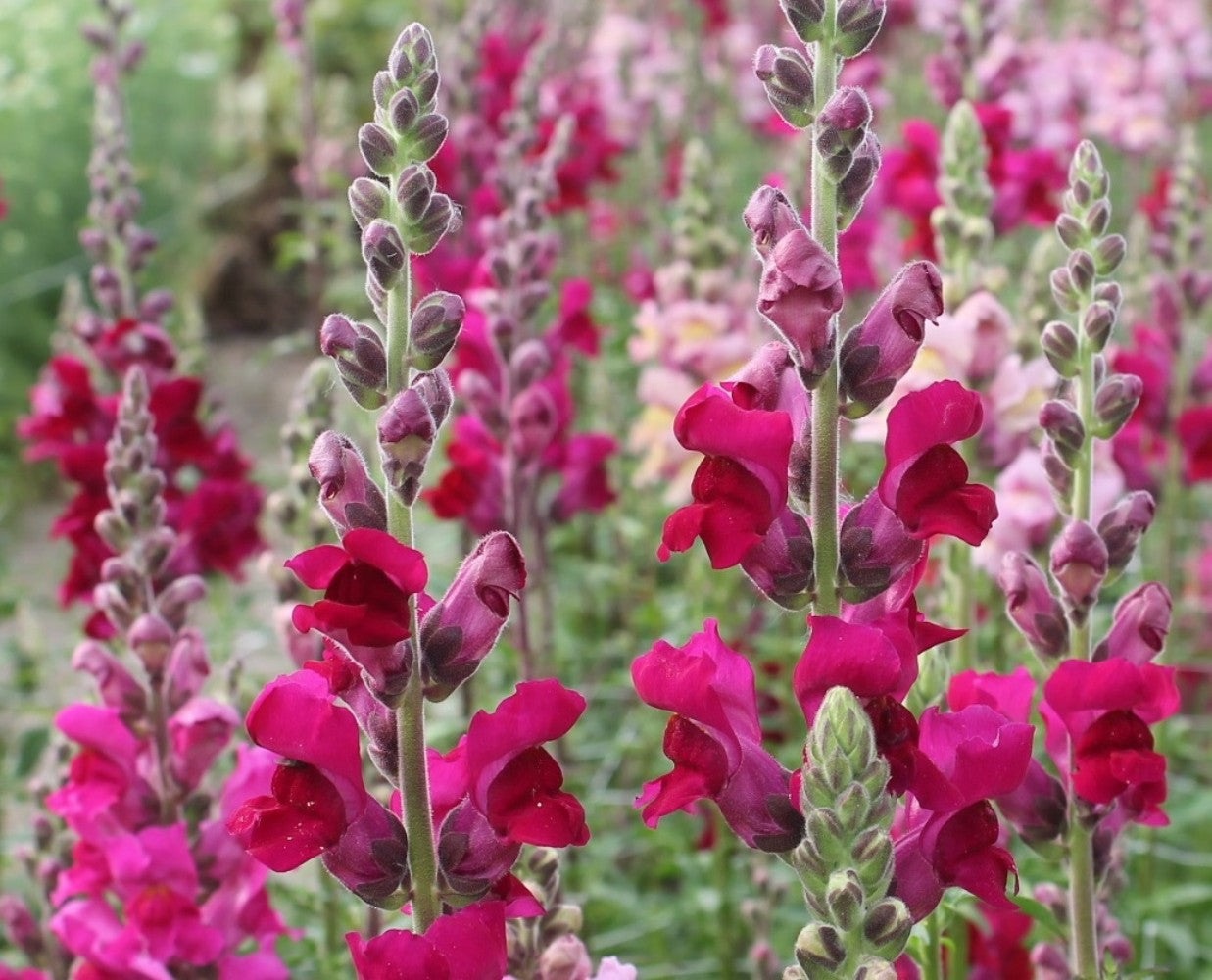 Leeuwenbek - Antirrhinum majus - donkerroze