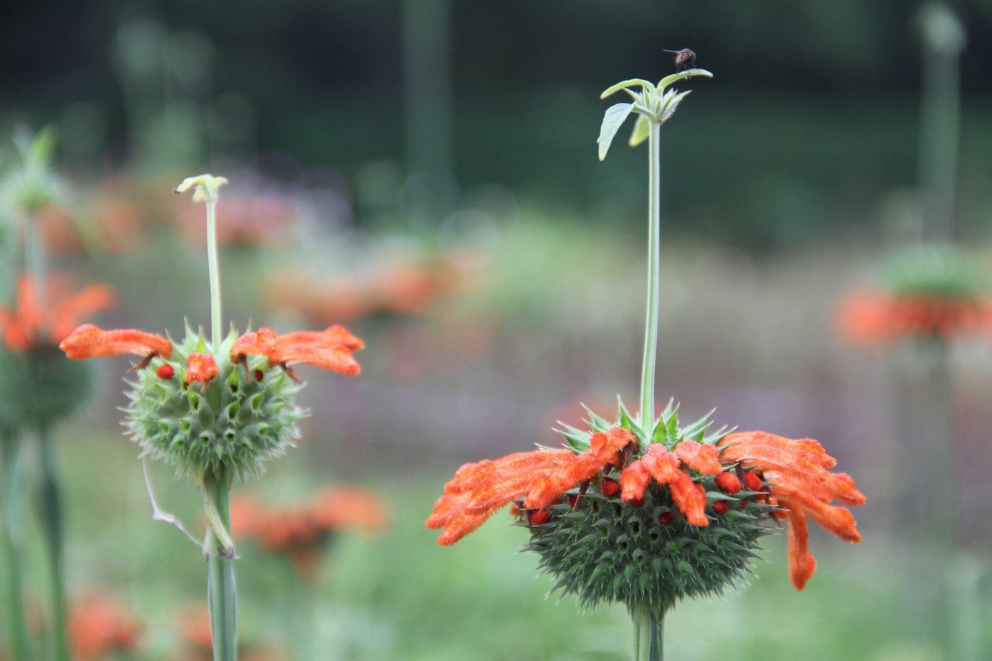 Leeuwenoor - Leonotis leonurus - closeup1