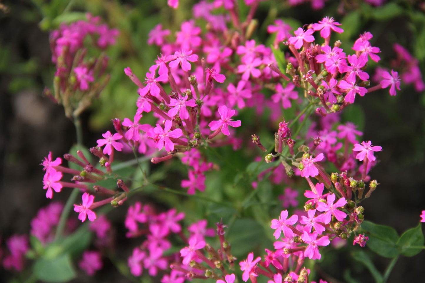 Lijmkruid - Silene compacta