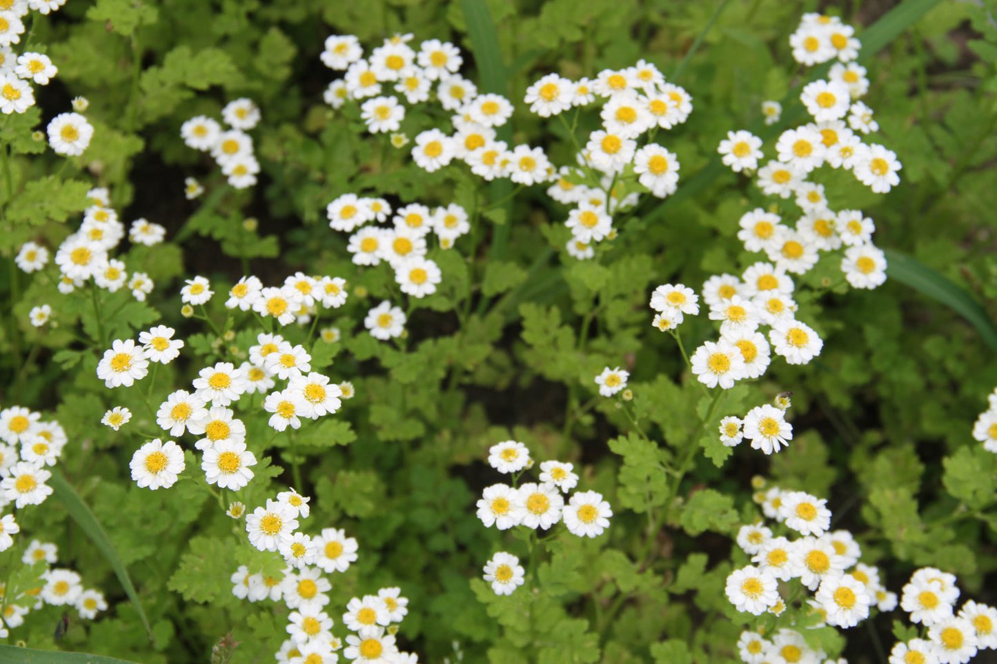 Moederkruid - Tanacetum parthenium