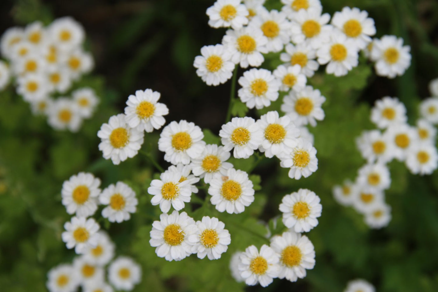 Moederkruid - Tanacetum parthenium - closeup