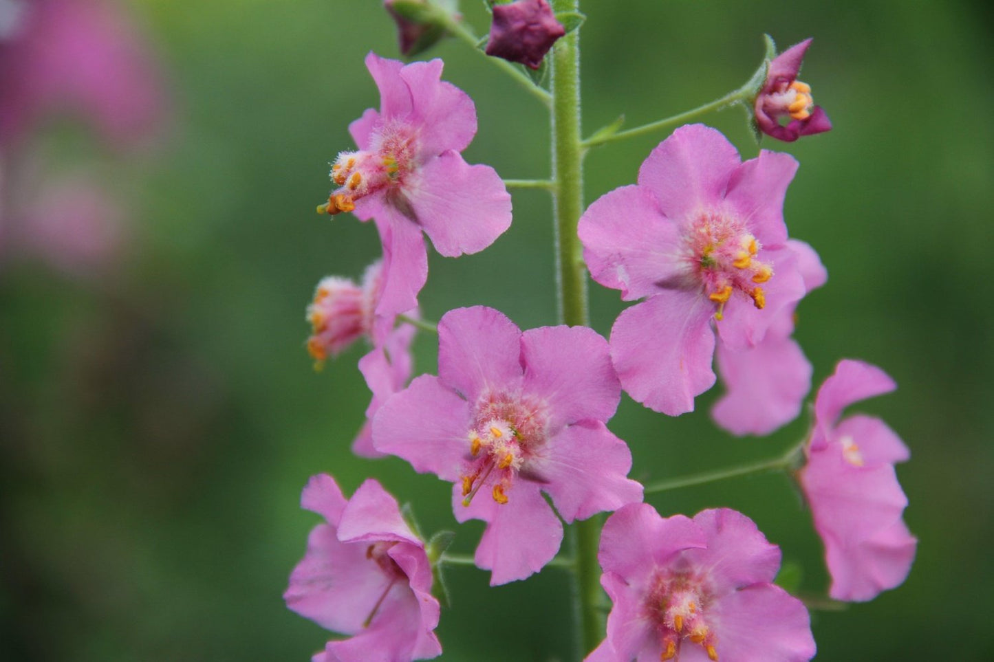 Paarse toorts - Verbascum phoeniceum - close up roze