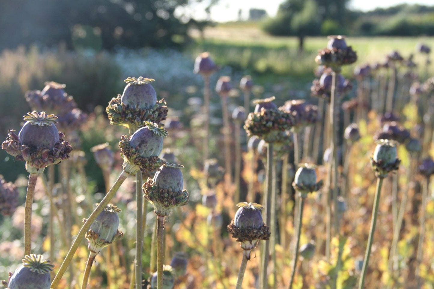 Papaver Hen and Chickens - Papaver somniferum