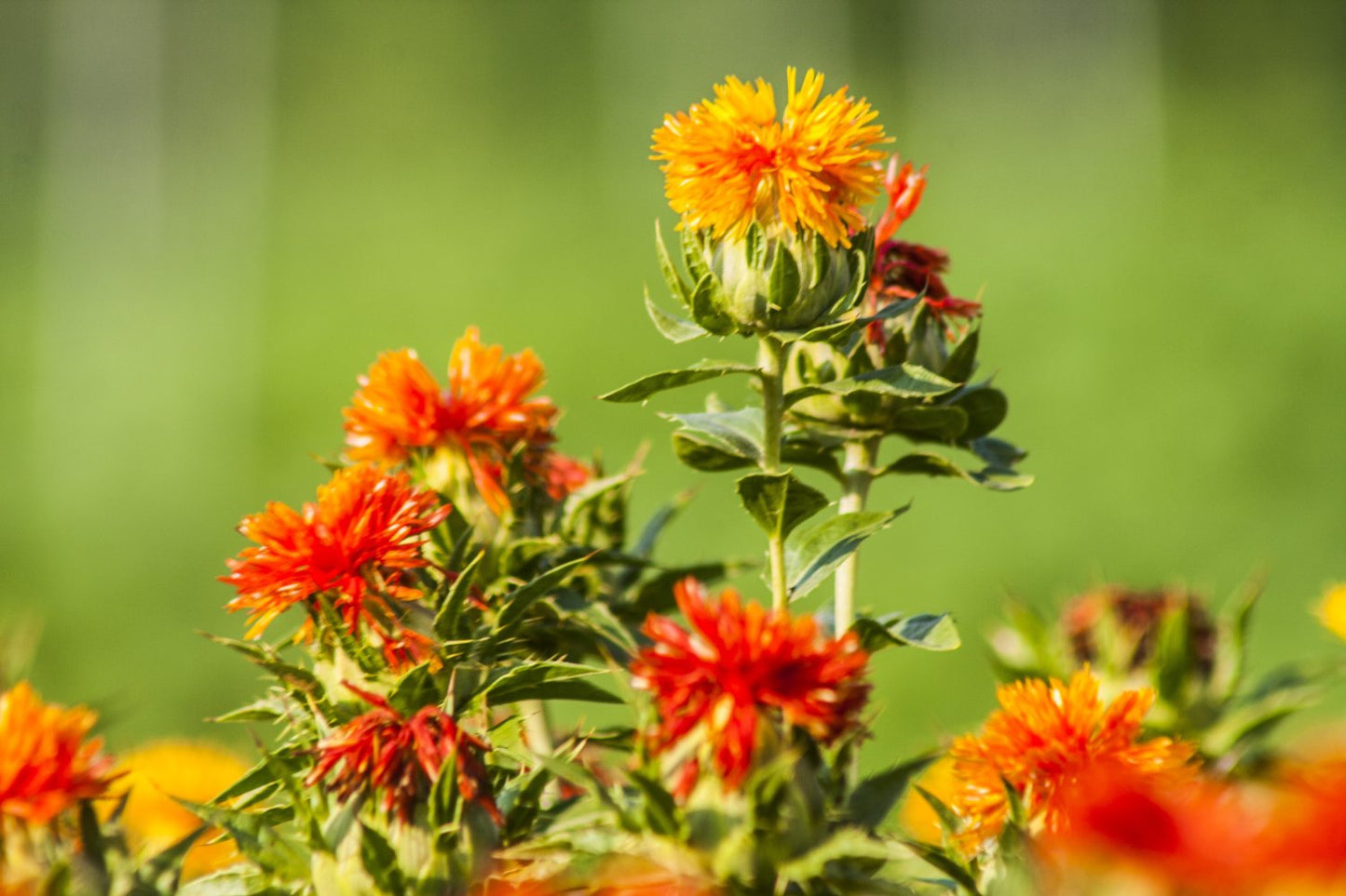 Saffloer - Carthamus tinctorius - oranje