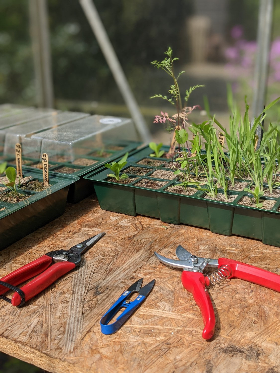 Scharenset Pro - in de kas