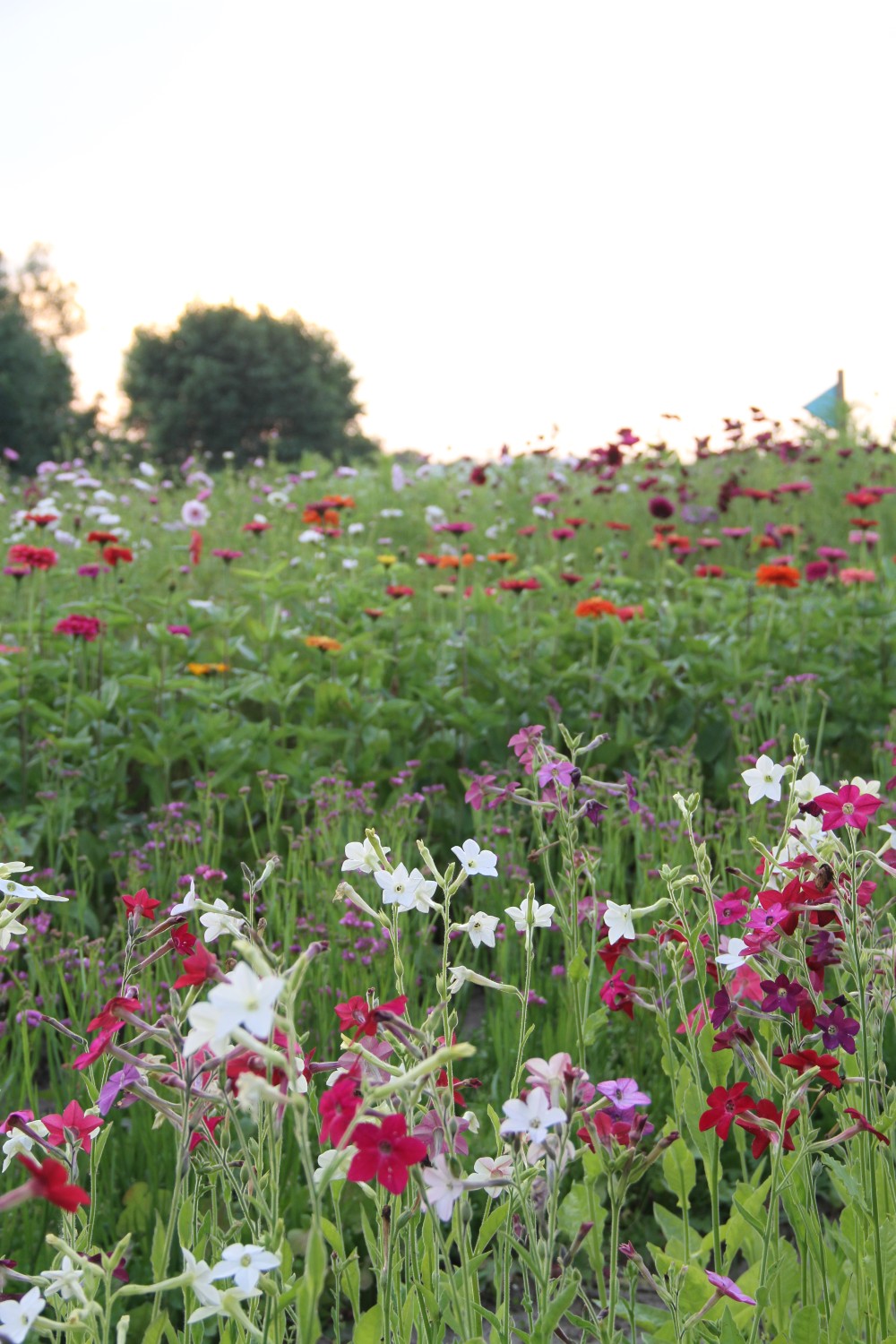 Siertabak - Nicotiana alata - in het veld