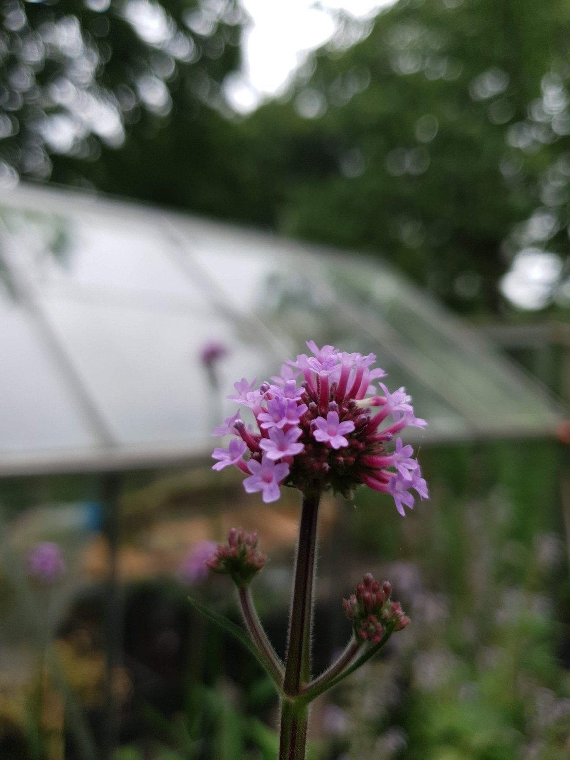 Stijf IJzerhard - Verbena Bonariensis closeup in tuin