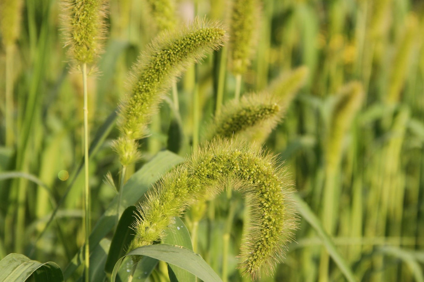 Trosgierst 'Golden German' - Setaria italica 'Golden German'