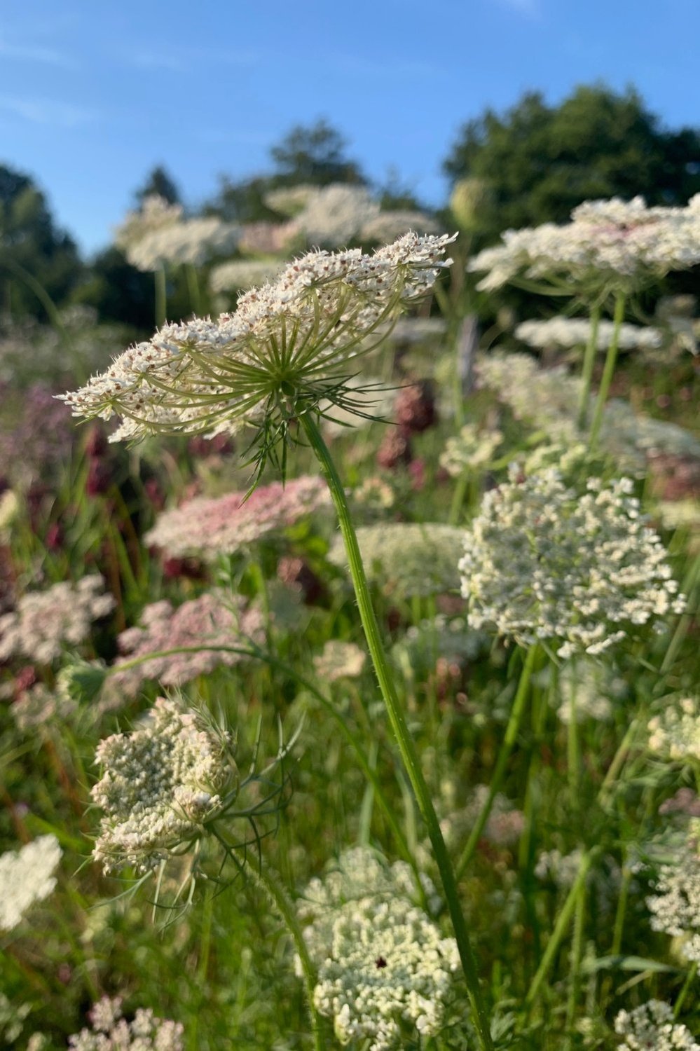 Wilde peen ‘Dara’ - Daucus carota