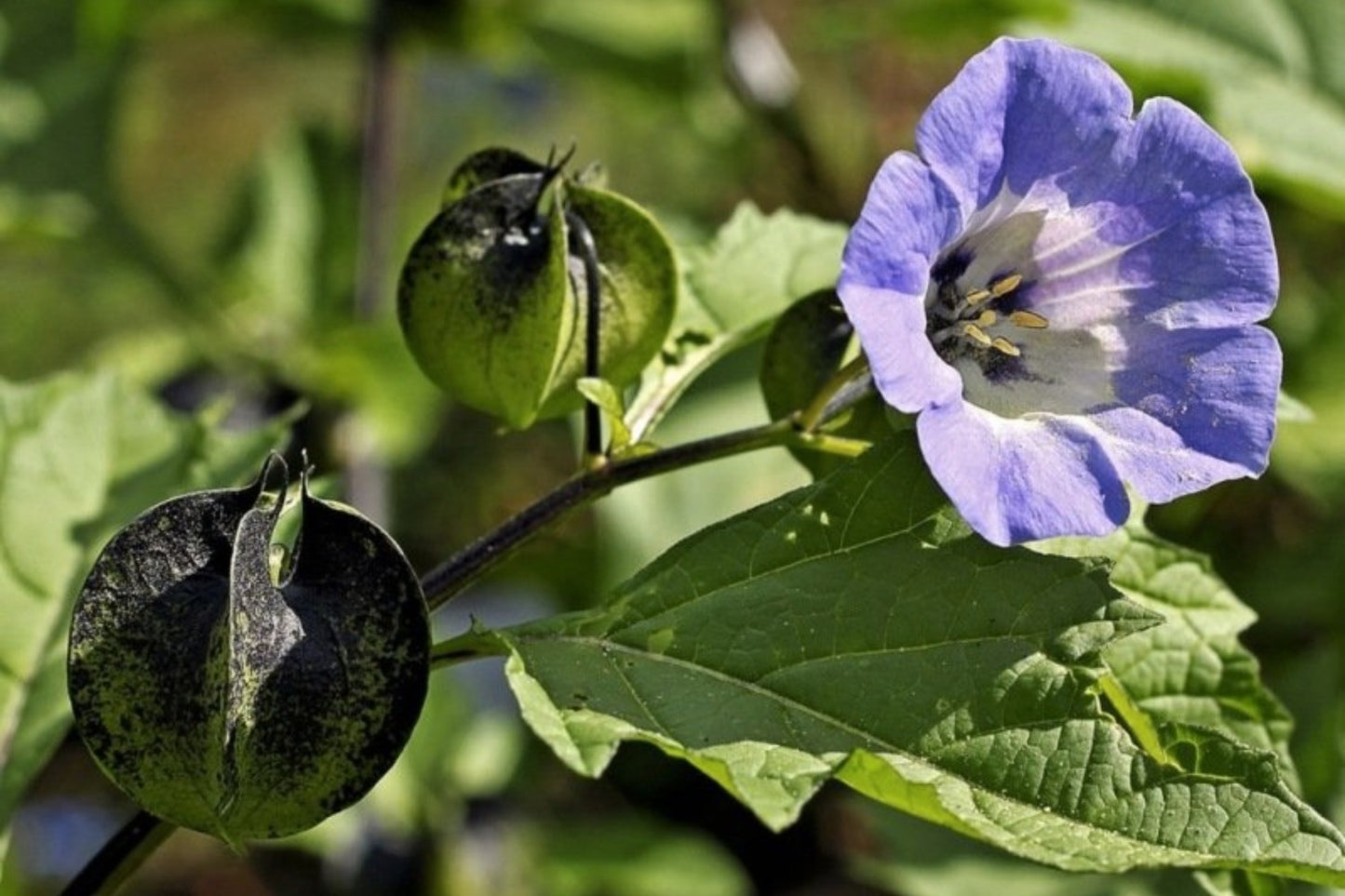 Zegekruid - Nicandra physaloides