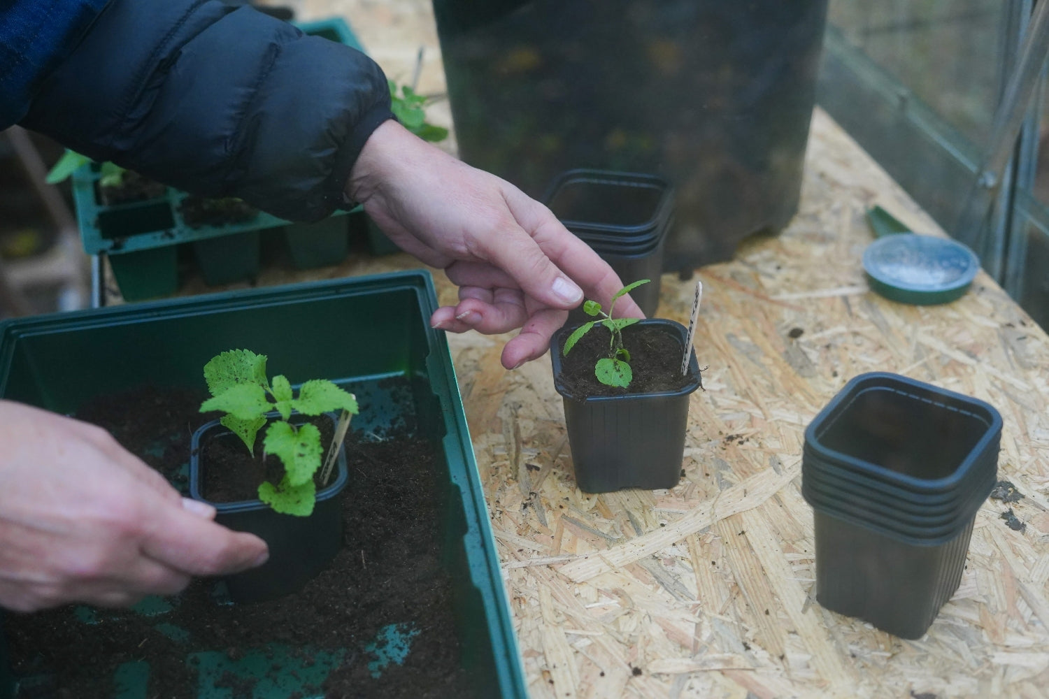 kweekbak 350 x 235 x 55 groen in de kas in actie
