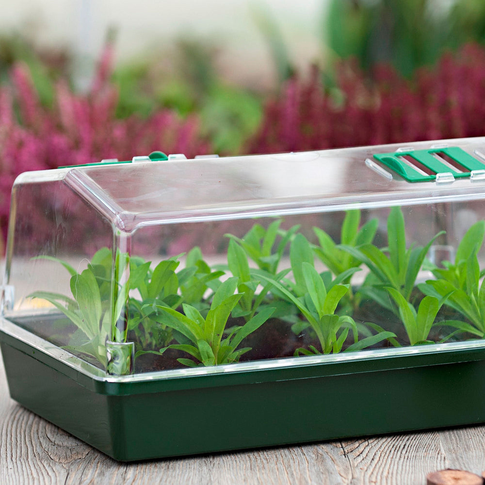 kweekkas met ventilatie 180 x 375 x 240 gevuld met stekjes