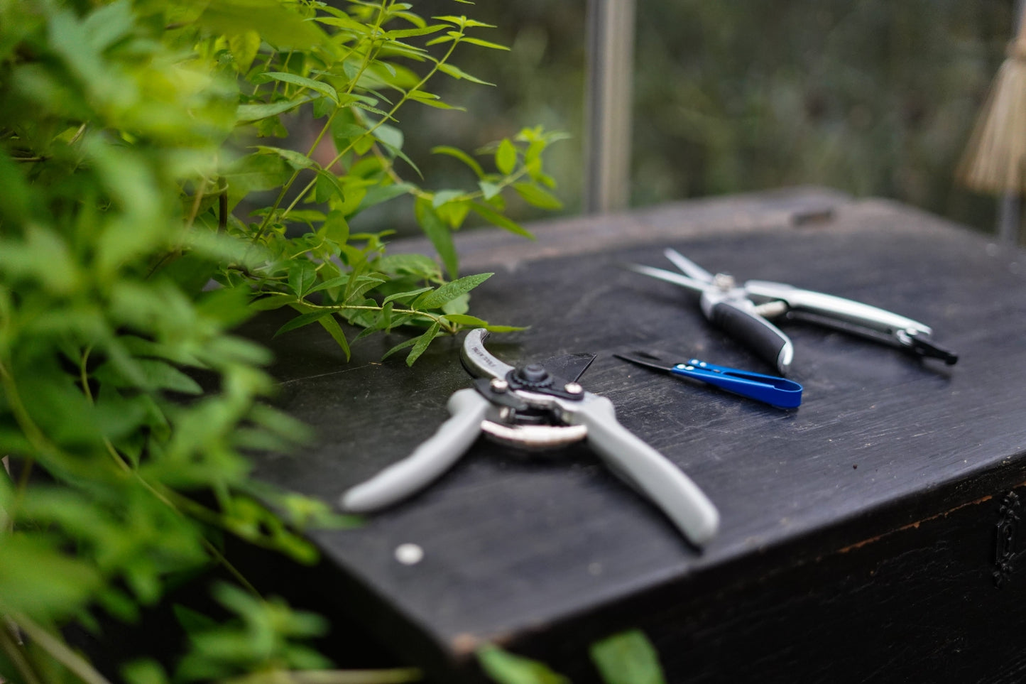 scharenset starter in de kas focus snip schaar