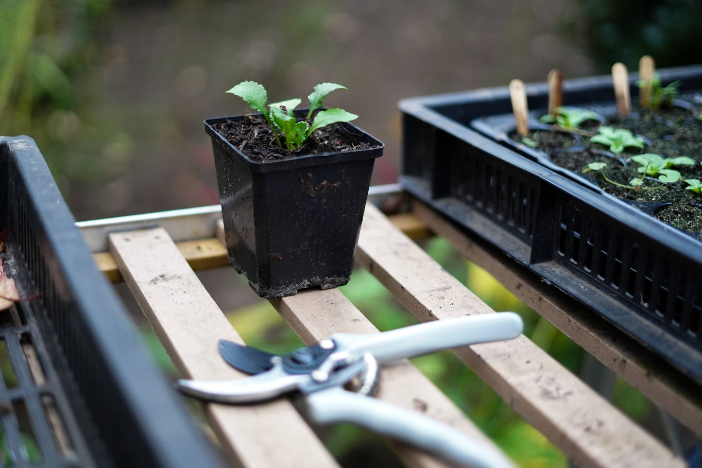 snoeischaar starter grijs in actie sfeer