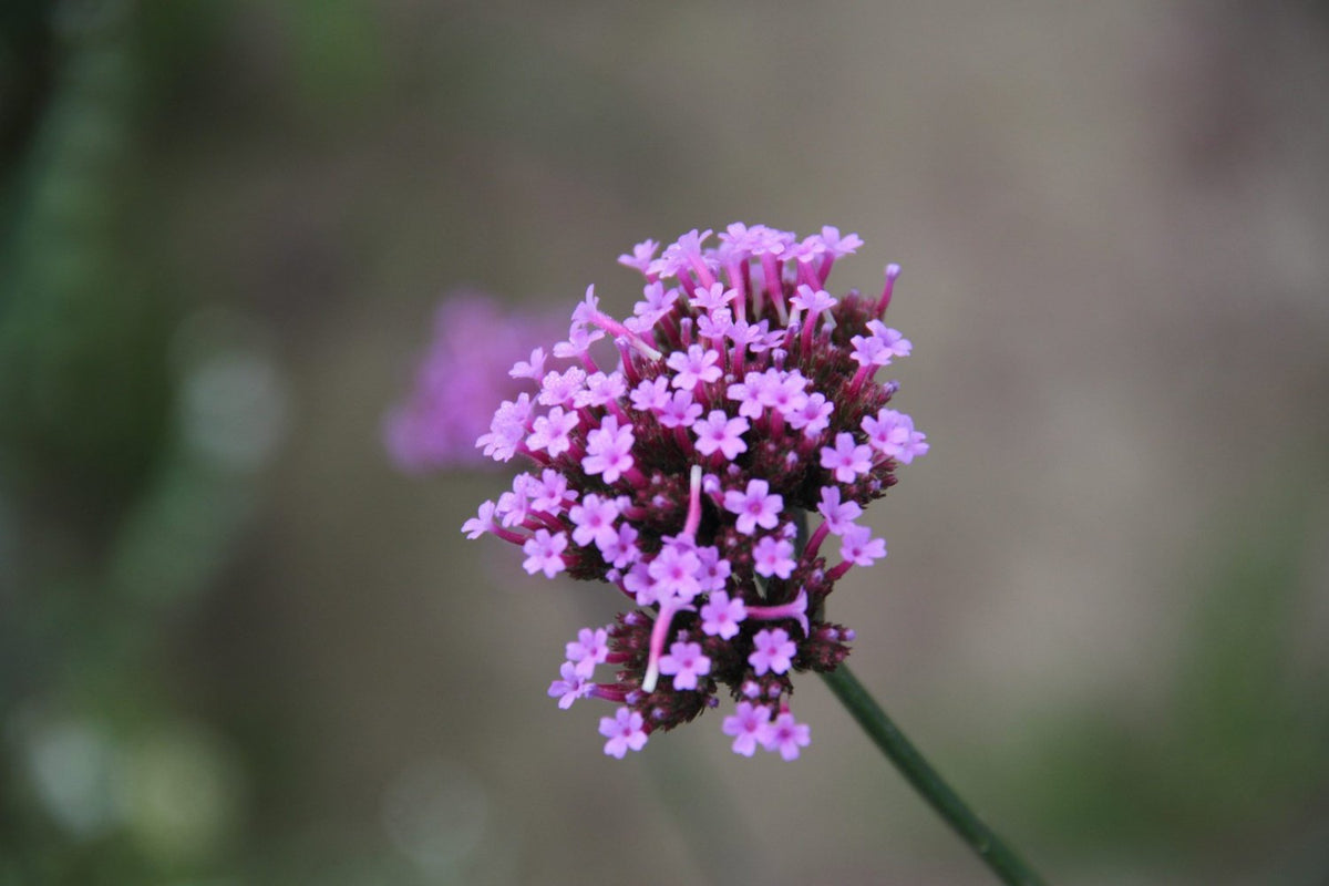 Stijf iijzerhard bloemen van dichtbij