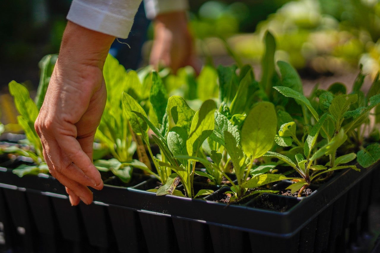 zaaitray pro - gevuld met zaailingen