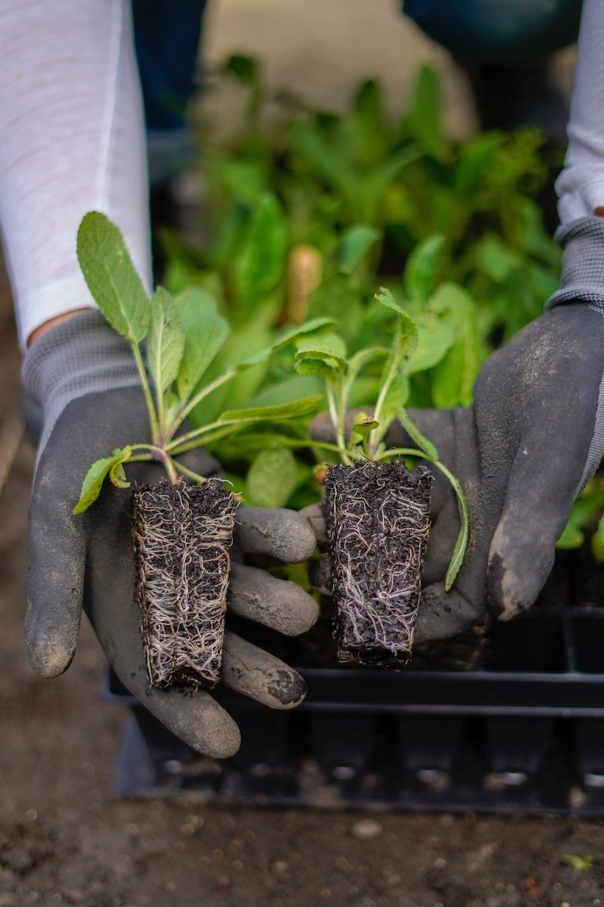 zaaitray pro met zaailingen