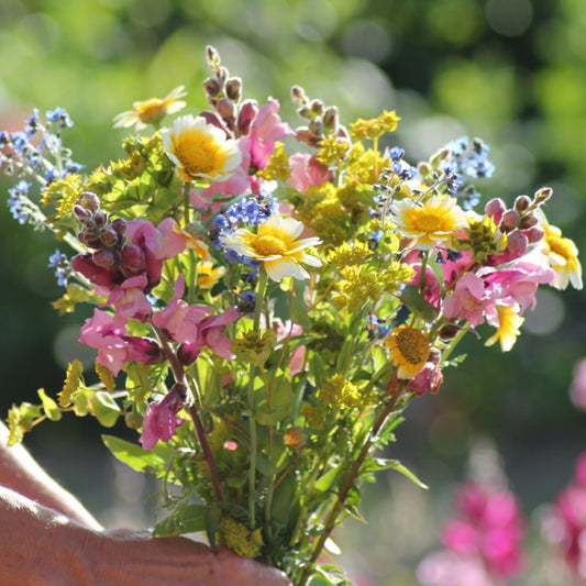 zadenpakket biologisch boeket