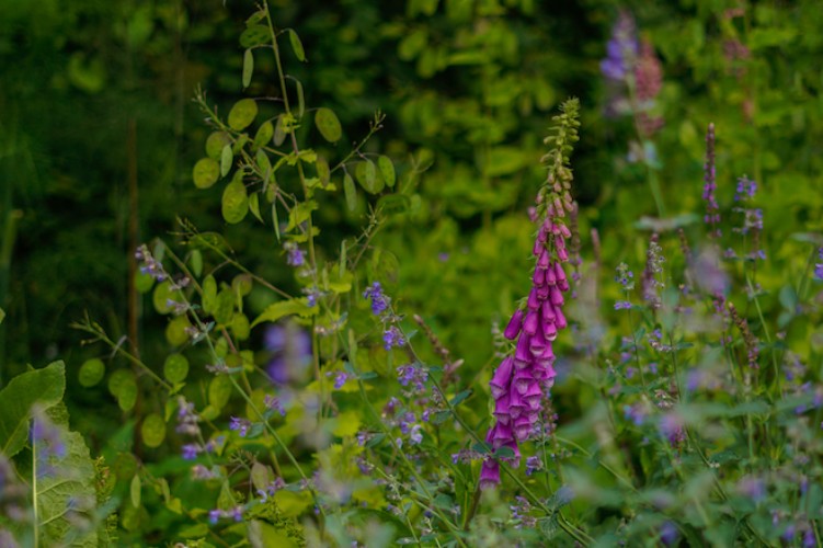 Paarse Vingerhoedskruid en groene zaaddozen van Judaspenning in een wilde tuin