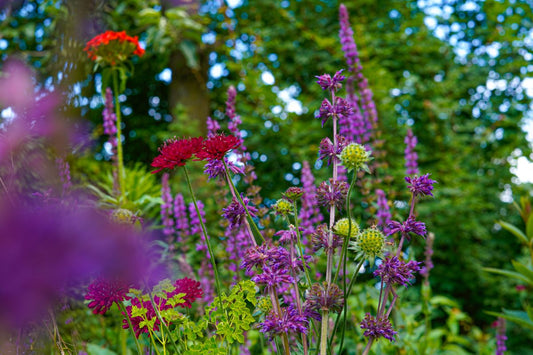 border met biologische bloemen