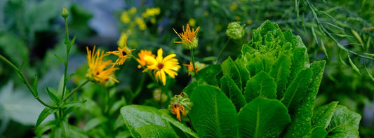 Lottta's moes- en pluktuinbak