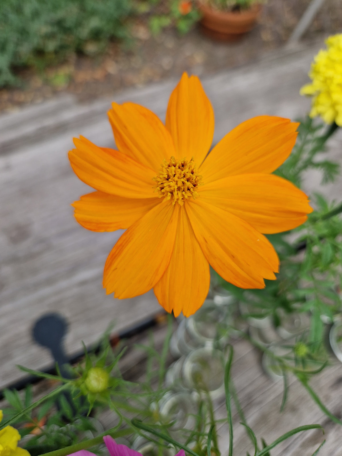 Kosmee (orange) – Cosmos sulphureus