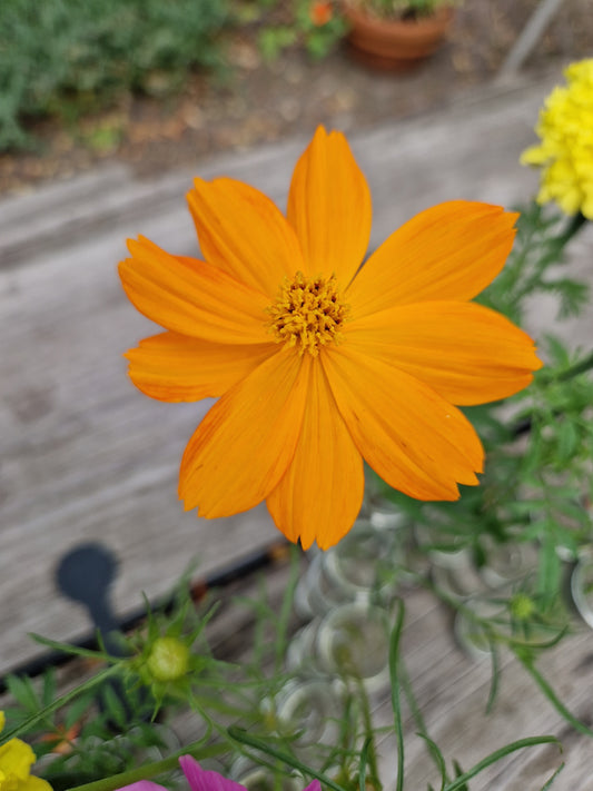 Kosmee (orange) – Cosmos sulphureus