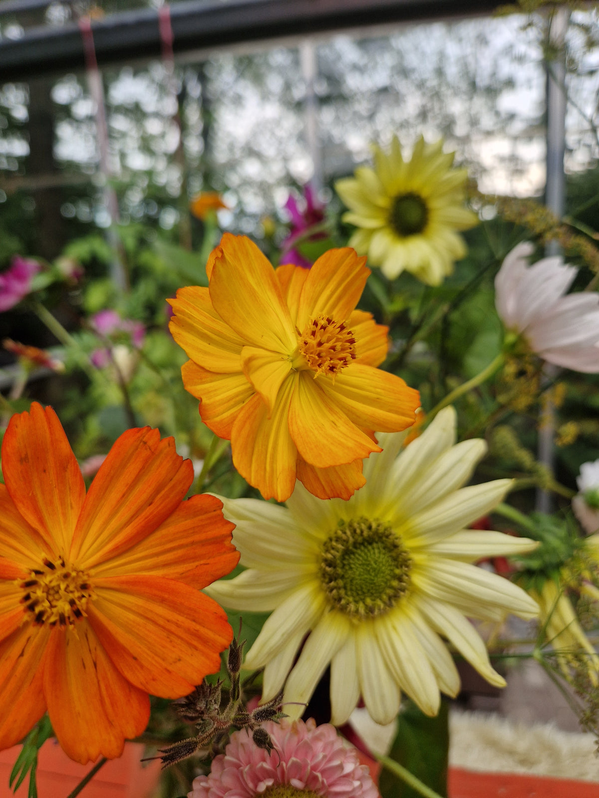 Kosmee (orange) – Cosmos sulphureus