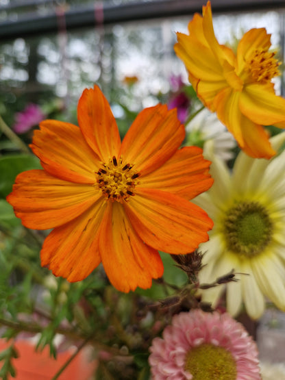 Kosmee (orange) – Cosmos sulphureus