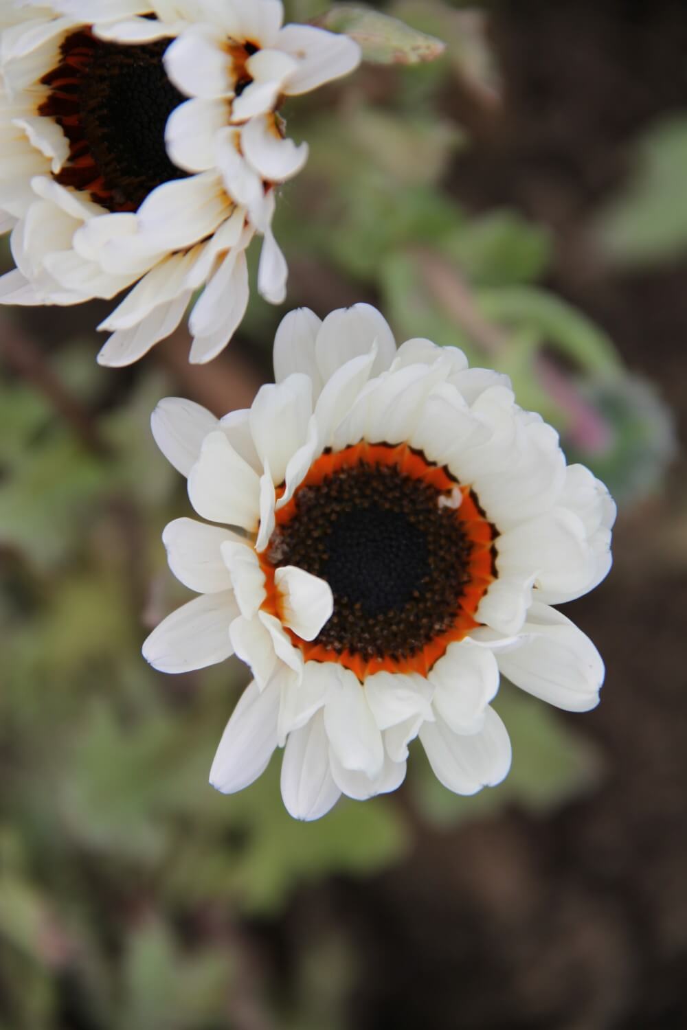 Afrikaans madeliefje 'Zulu prince' - Arctotis fastuosa