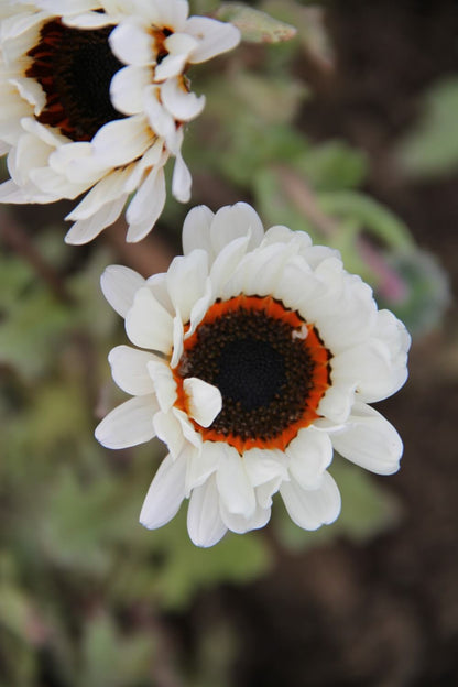 Afrikaans madeliefje 'Zulu prince' - Arctotis fastuosa