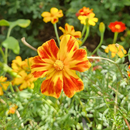 Afrikaantje Burning Embers - Tagetes patula Burning Embers - closeup