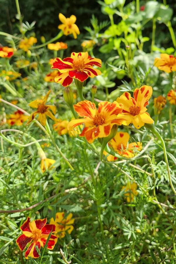 Afrikaantje Burning Embers - Tagetes patula Burning Embers