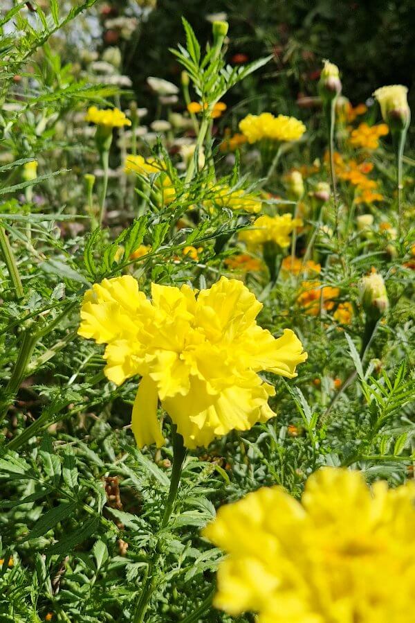 Afrikaantje Lemonade - Tagetes erecta - geel