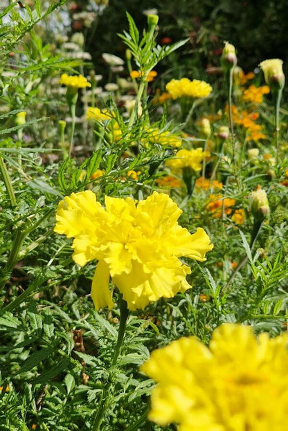 Afrikaantje Lemonade - Tagetes erecta - geel