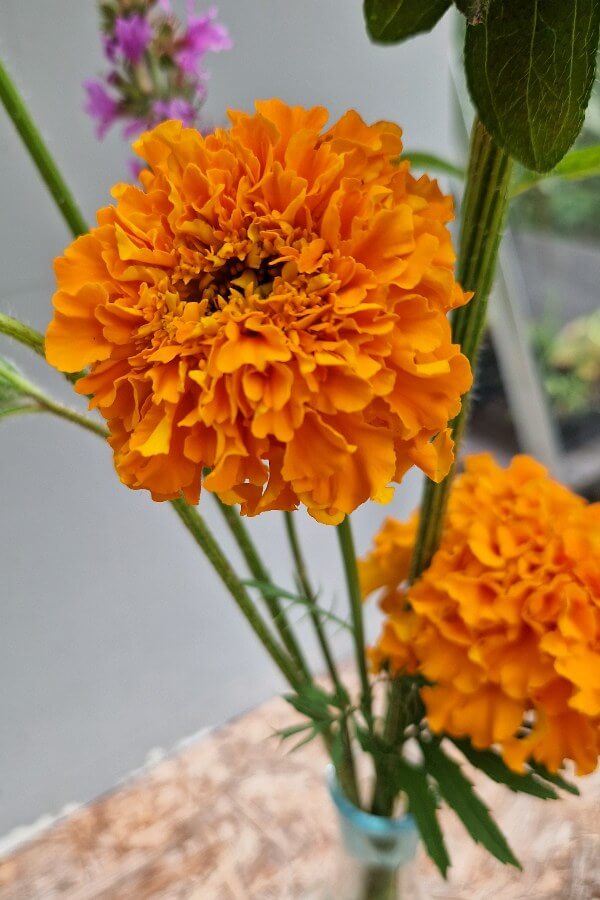 Afrikaantje Orangade - Tagetes erecta - oranje
