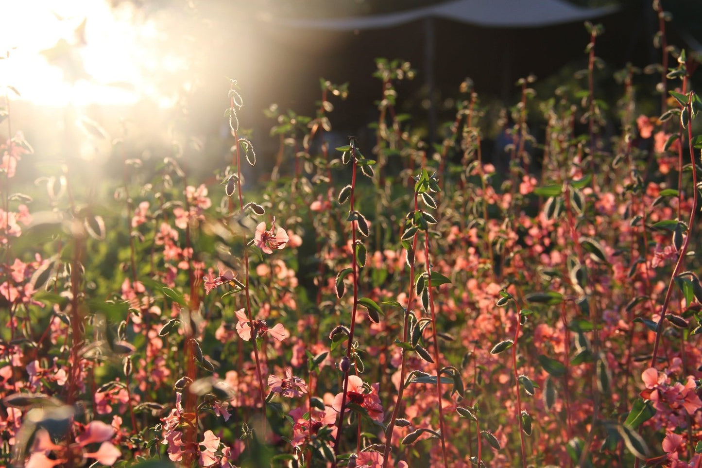 Veld met rijkbloeiende, roze biologische Amandelroosjes bij een ondergaande zon.