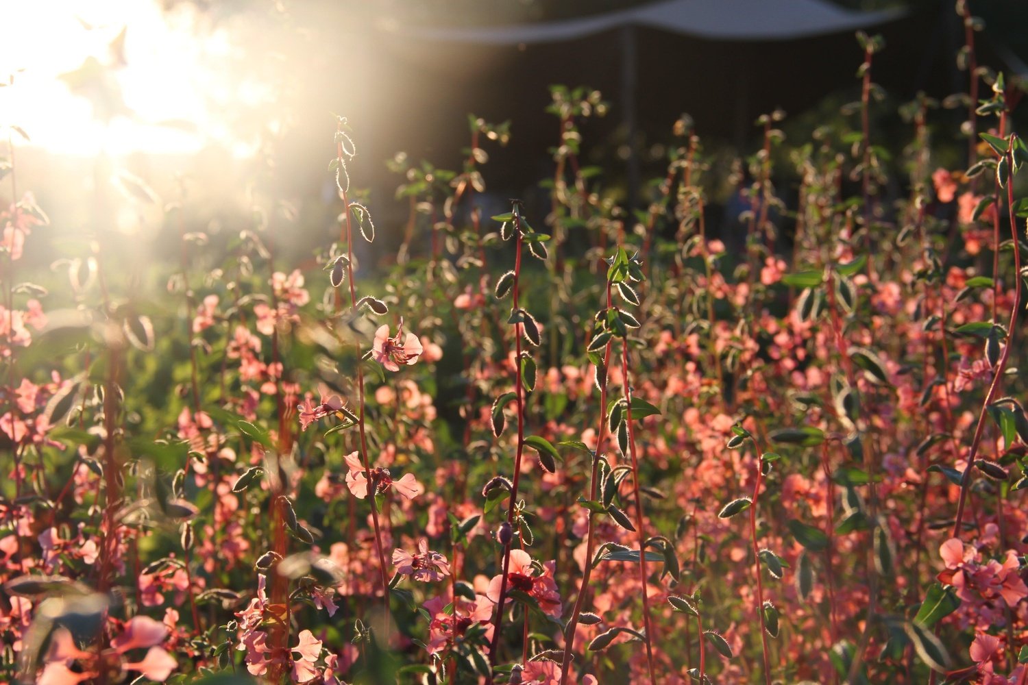 Veld met rijkbloeiende, roze biologische Amandelroosjes bij een ondergaande zon.