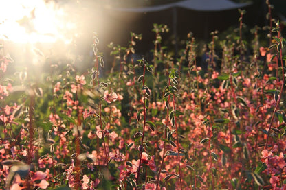 Veld met rijkbloeiende, roze biologische Amandelroosjes bij een ondergaande zon.