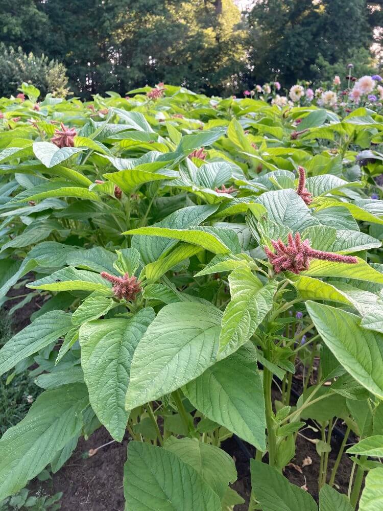Amaranth Coral Fountain - Amaranthus caudatus