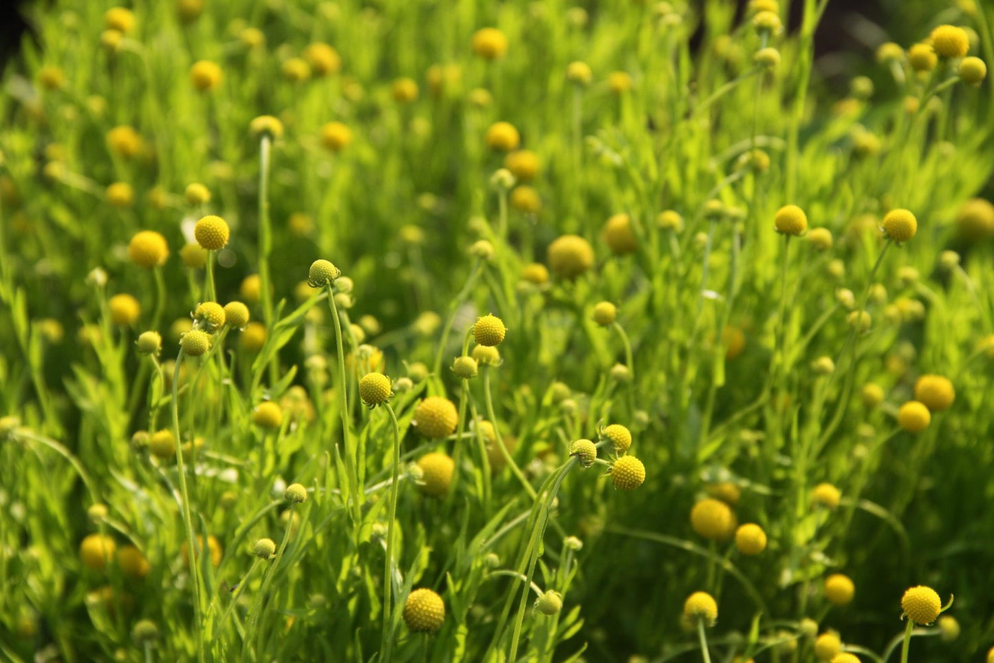 Bloemenveld met gele Ananasbloem.